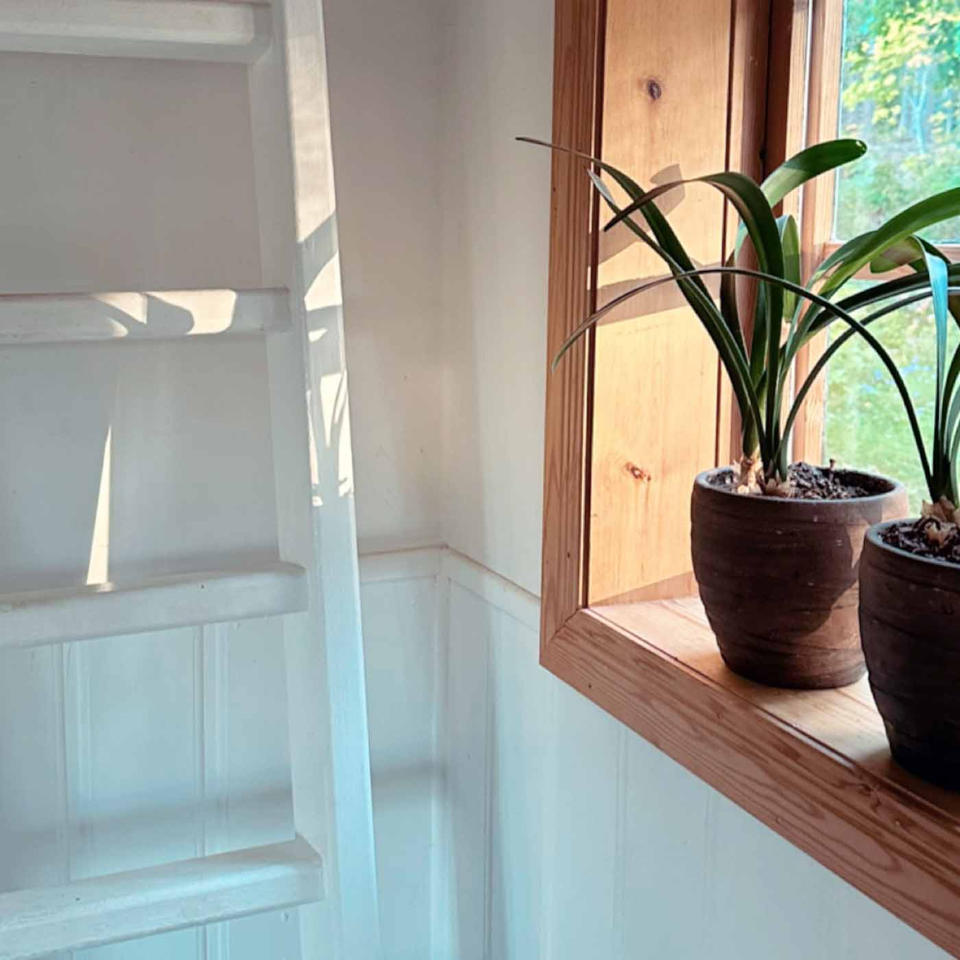Fönster i solljus med gröna växter i kruka